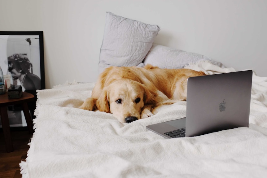A golden retriever lies on a bed, looking at an open laptop.