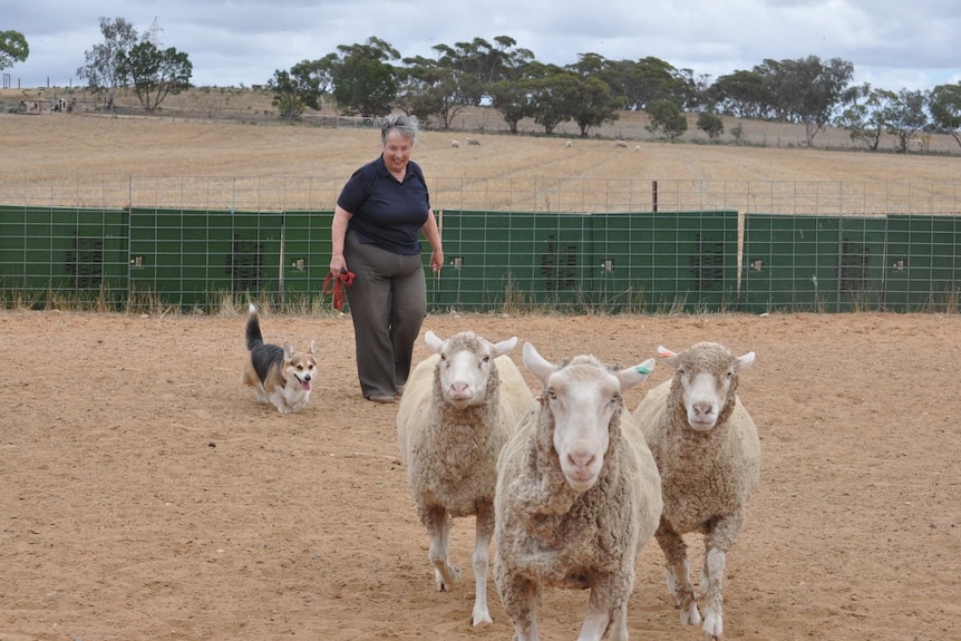 Corgi smiling, herding three sheep in small paddock