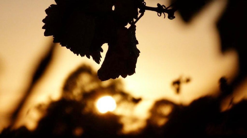 Hunter Valley wine makers say they have started the annual harvest earlier than ever.