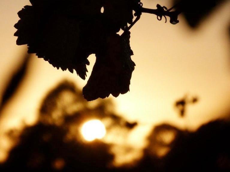 Hunter Valley wine makers say they have started the annual harvest earlier than ever.