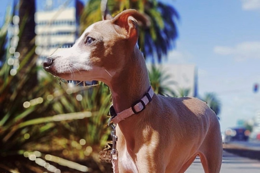 Lucia looks to the left as she stands on the footpath with her pink collar and lead on. A palm trees is seen in the distance.