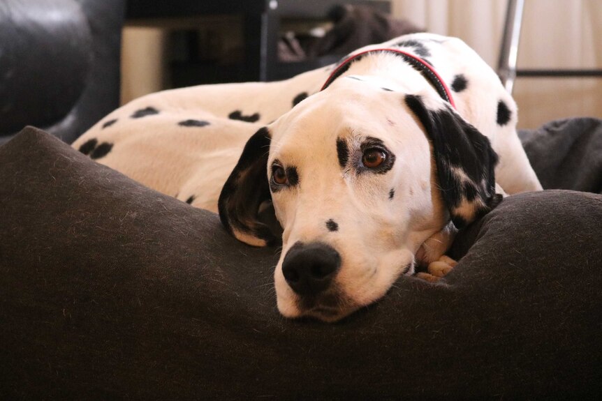 Buddy, a Dalmation, lying on a blanket