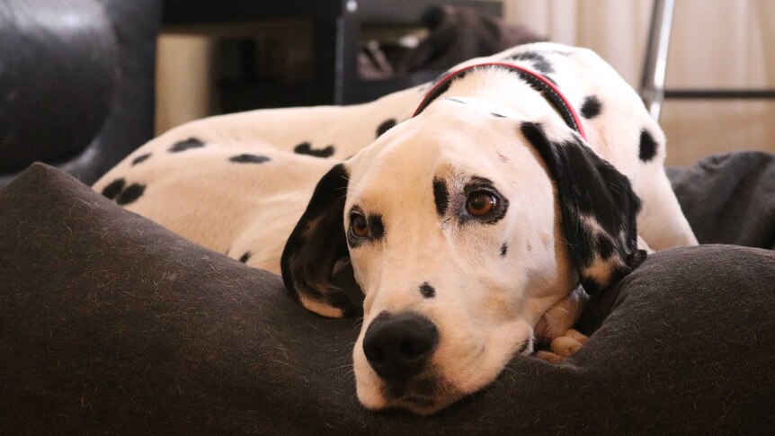 Buddy, a Dalmation, lying on a blanket