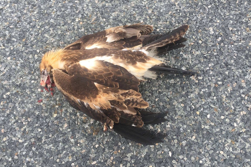 Wedge-tailed eagle "Apollo" just moments after being struck by a road train on the Eyre Highway.