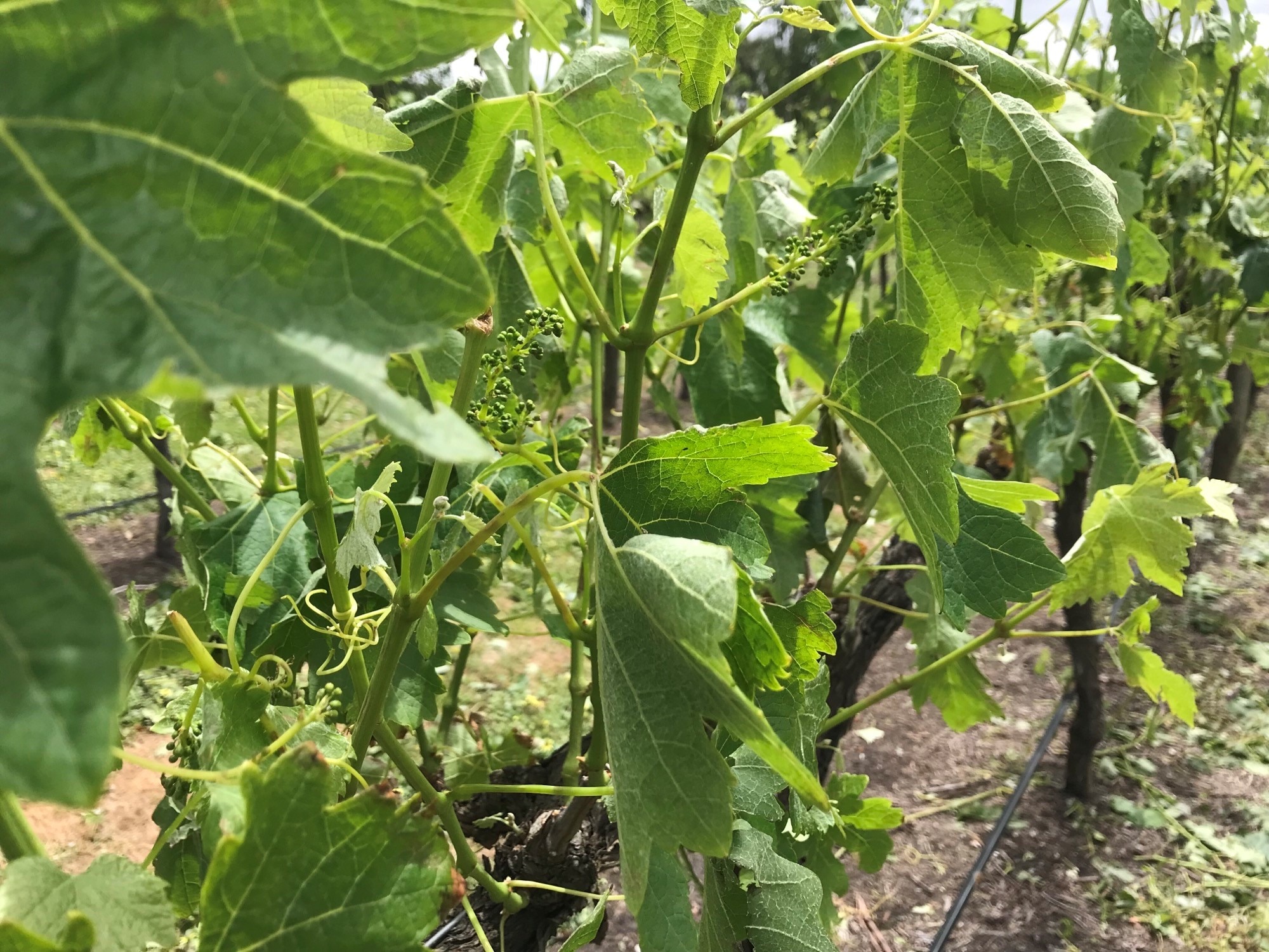 A close up of damaged leaves in a vineyard