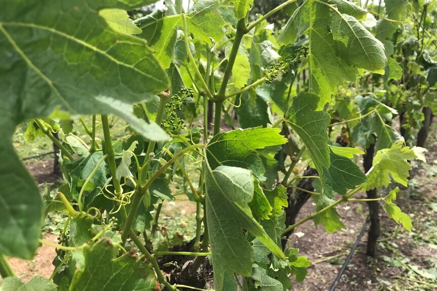 A close up of damaged leaves in a vineyard