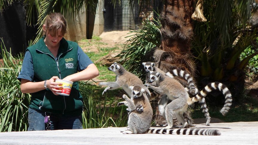 Ring-tailed lemur Lily keeps a close eye on her twins while enjoying a feed from zoo keeper Rachael Thomas.