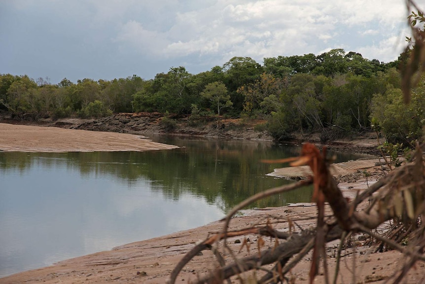 A photo of the mangroves at Buffalo Creek on an overcast day.