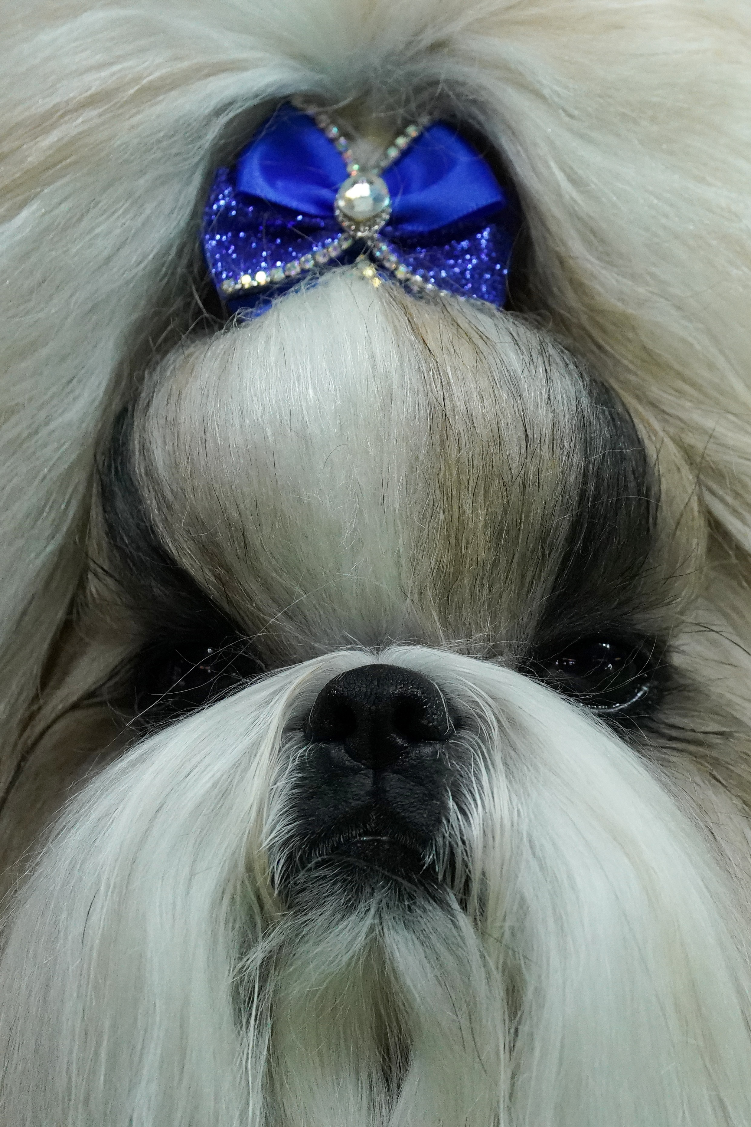 Close up of a groomed dog 