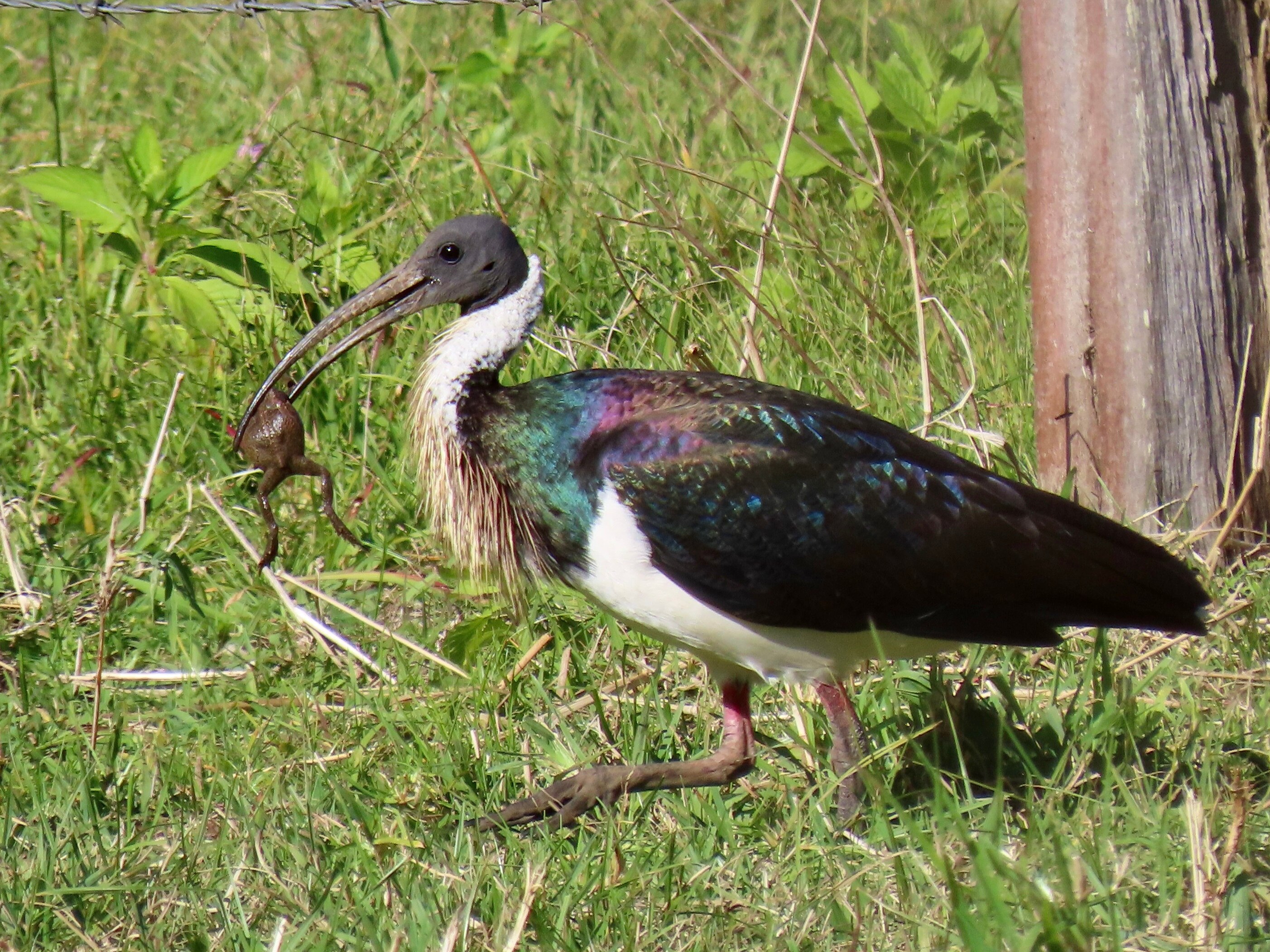 Straw-necked ibis with a cane toad in its beak.