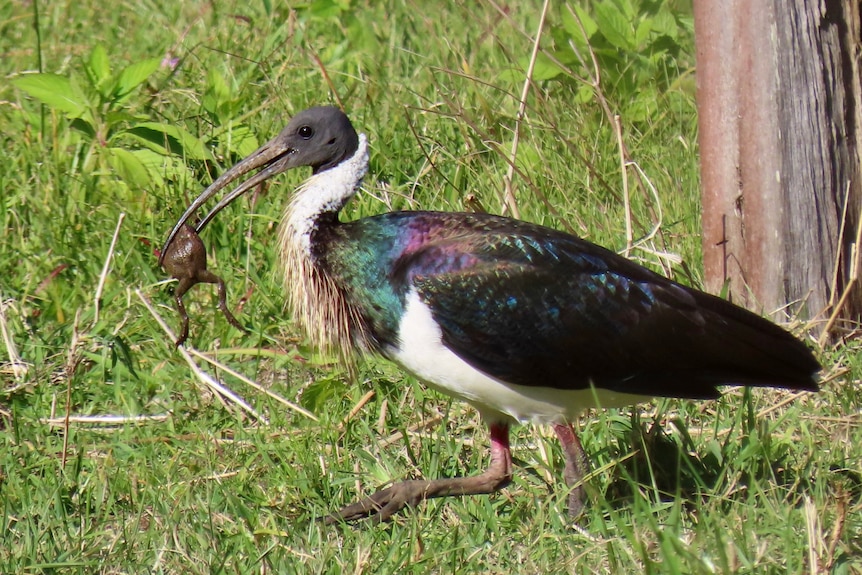 Straw-necked ibis with a cane toad in its beak.