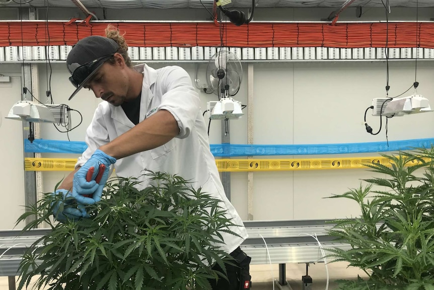 Medifarm master grower Steffen Krauschaar is taking cuttings from the mother plants, there are fans and lights behind him.