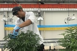 Medifarm master grower Steffen Krauschaar is taking cuttings from the mother plants, there are fans and lights behind him.