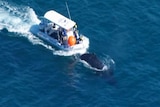 An aerial shot of a boat near a stricken whale.