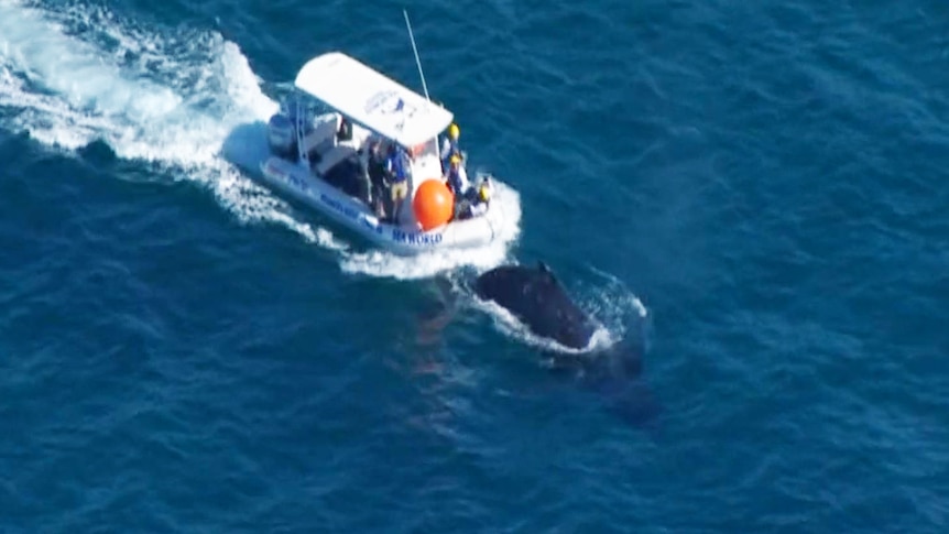 An aerial shot of a boat near a stricken whale.