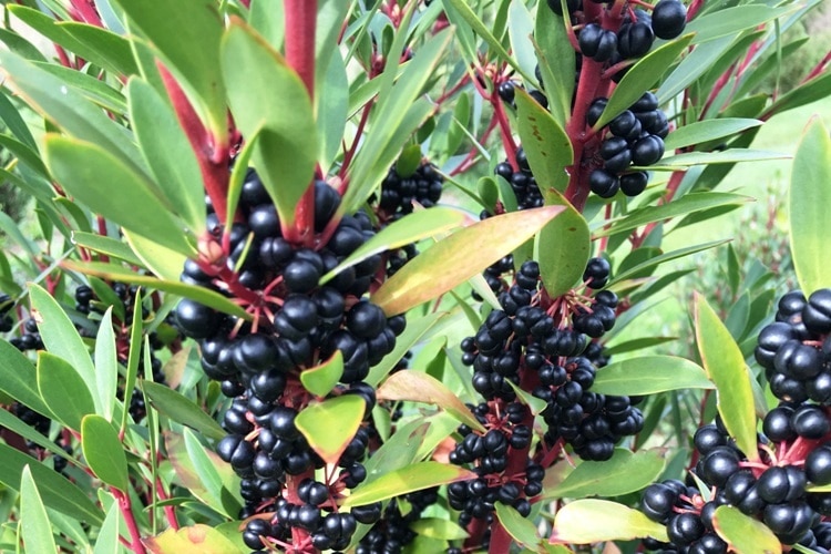 Green bush with black berries and red stalks