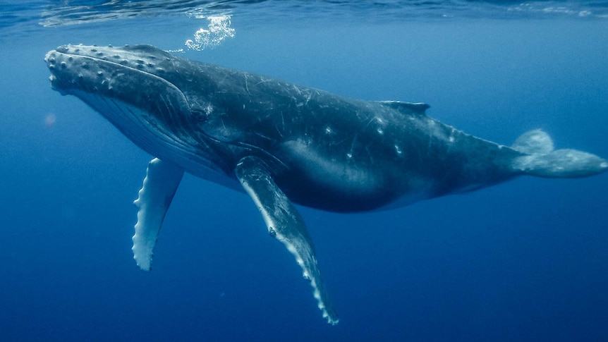 A humpback whale swims underwater.