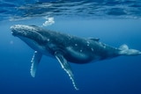 A humpback whale swims underwater.