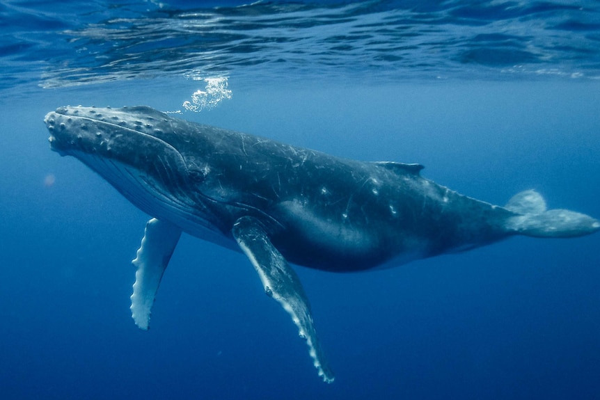 A humpback whale swims underwater.