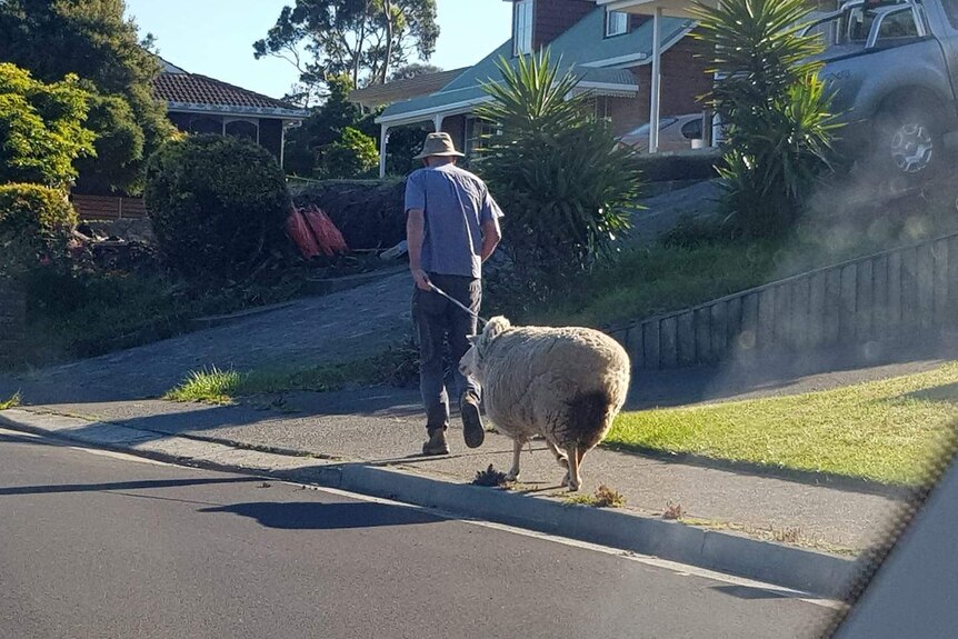 A sheep being led along a footpath in front of houses.