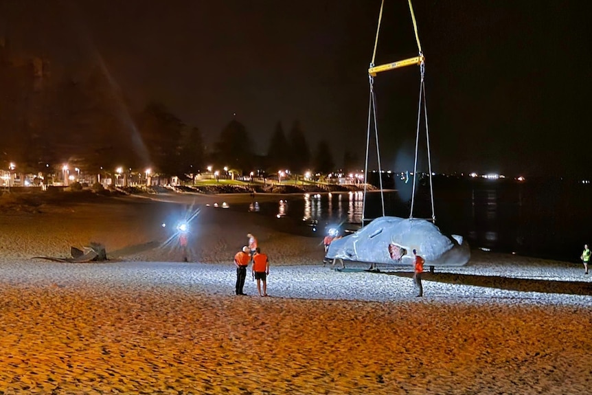 A large whale on a crane on a beach