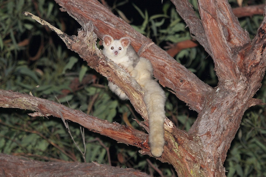 The southern greater glider was listed as endangered last year.