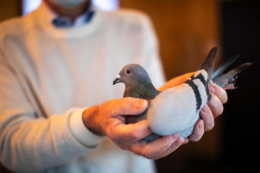 A man in a white sweater holds up a pigeon in his hands.