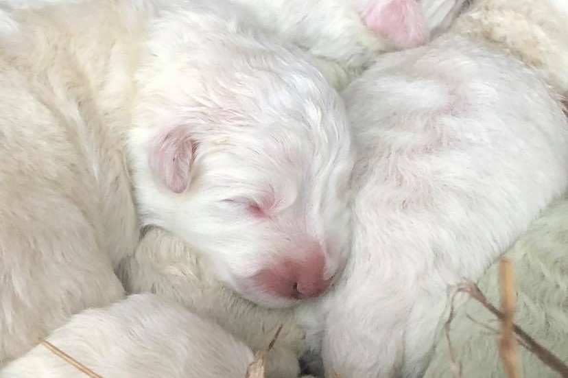 A litter of snow-white newborn puppies snuggled together.
