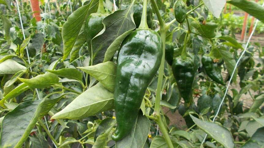 Large healthy looking green Mexican chillies growing inside a glasshouse in the Huon Valley