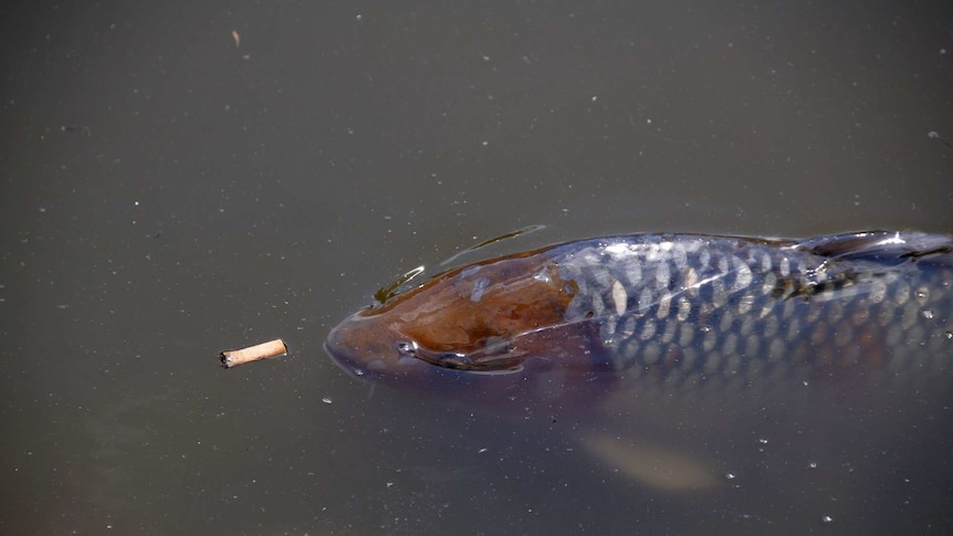 A fish about to eat a cigarette butt