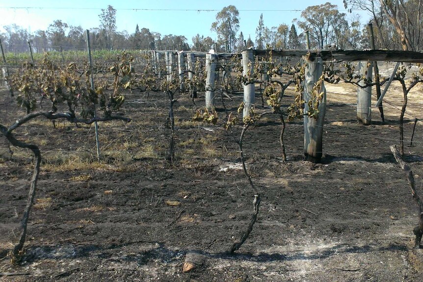 Blackened crops in a vineyard.