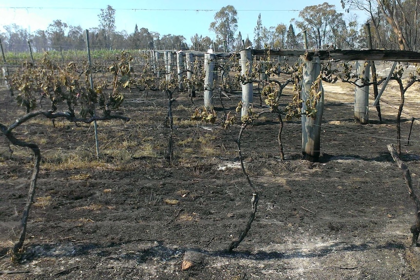 Blackened crops in a vineyard.