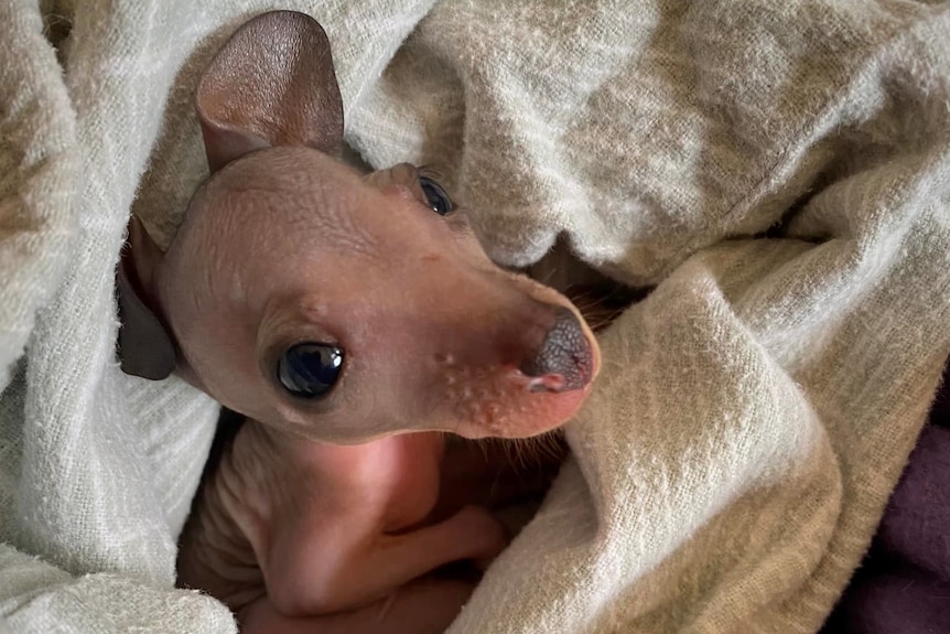 Young pink joey wallaby with big dark eyes staring at the camera while cuddled up in a pillowcase.