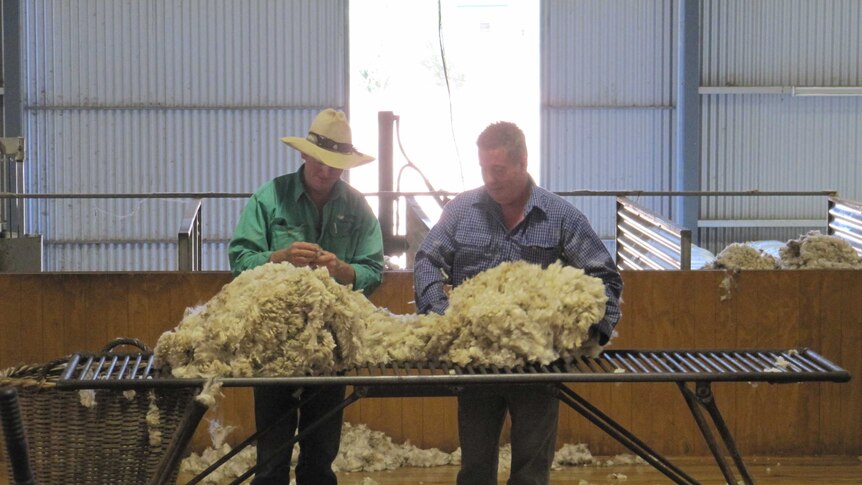 More and more people are becoming wool classers.