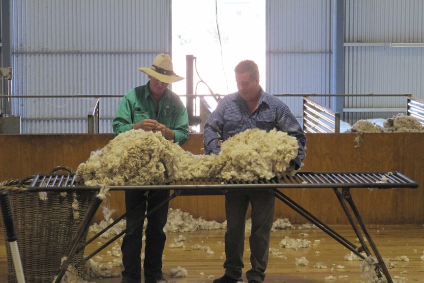 Inspecting wool
