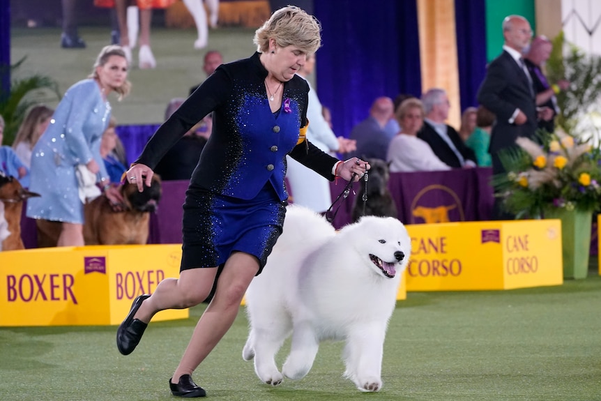 Striker the Samoyed