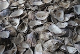 A closeup shot of empty oyster shells.