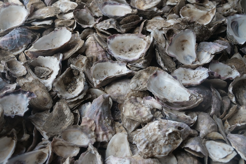 A closeup shot of empty oyster shells.