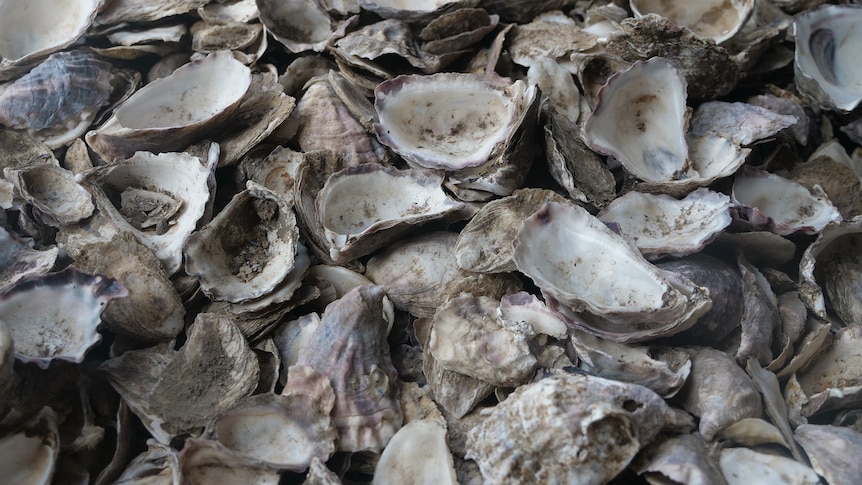 A closeup shot of empty oyster shells.