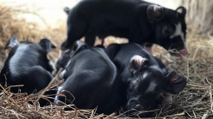 Young piglets sleeping on straw