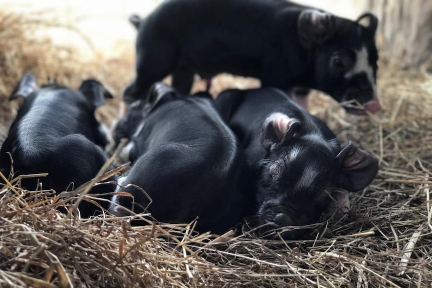 Young piglets sleeping on straw