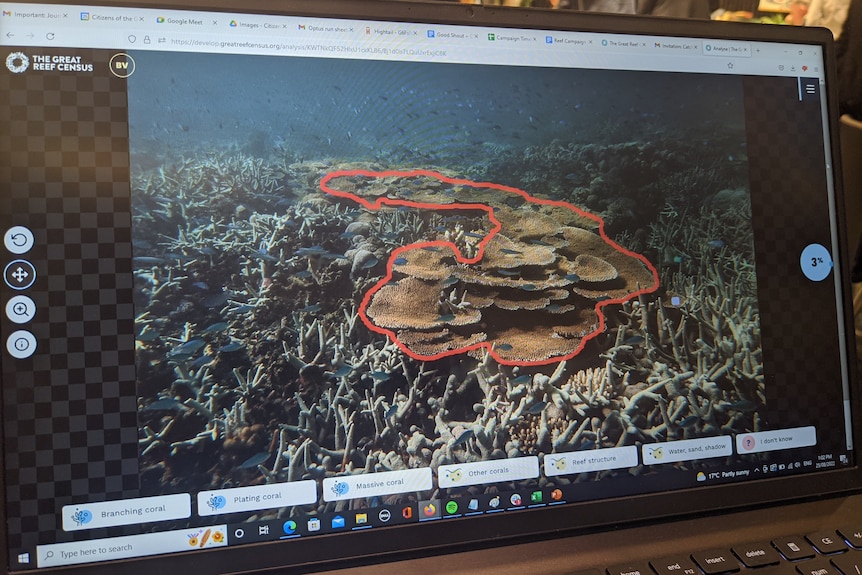 A picture of coral on a computer screen