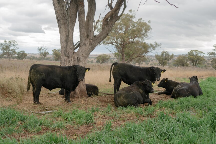 Seis toro tendido debajo de un árbol en un campo de avena