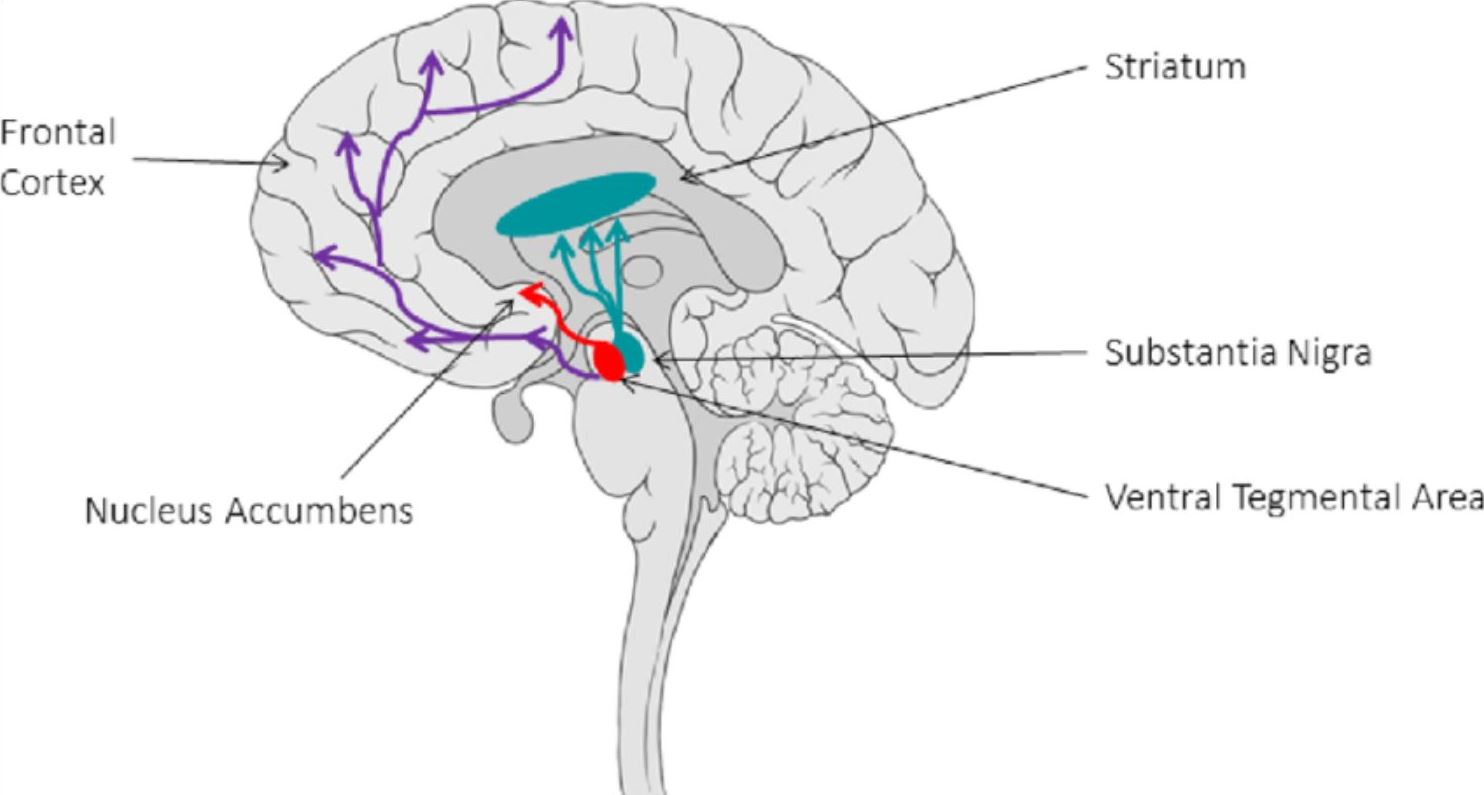 A diagram pointing out the major dopaminergic pathways in the brain