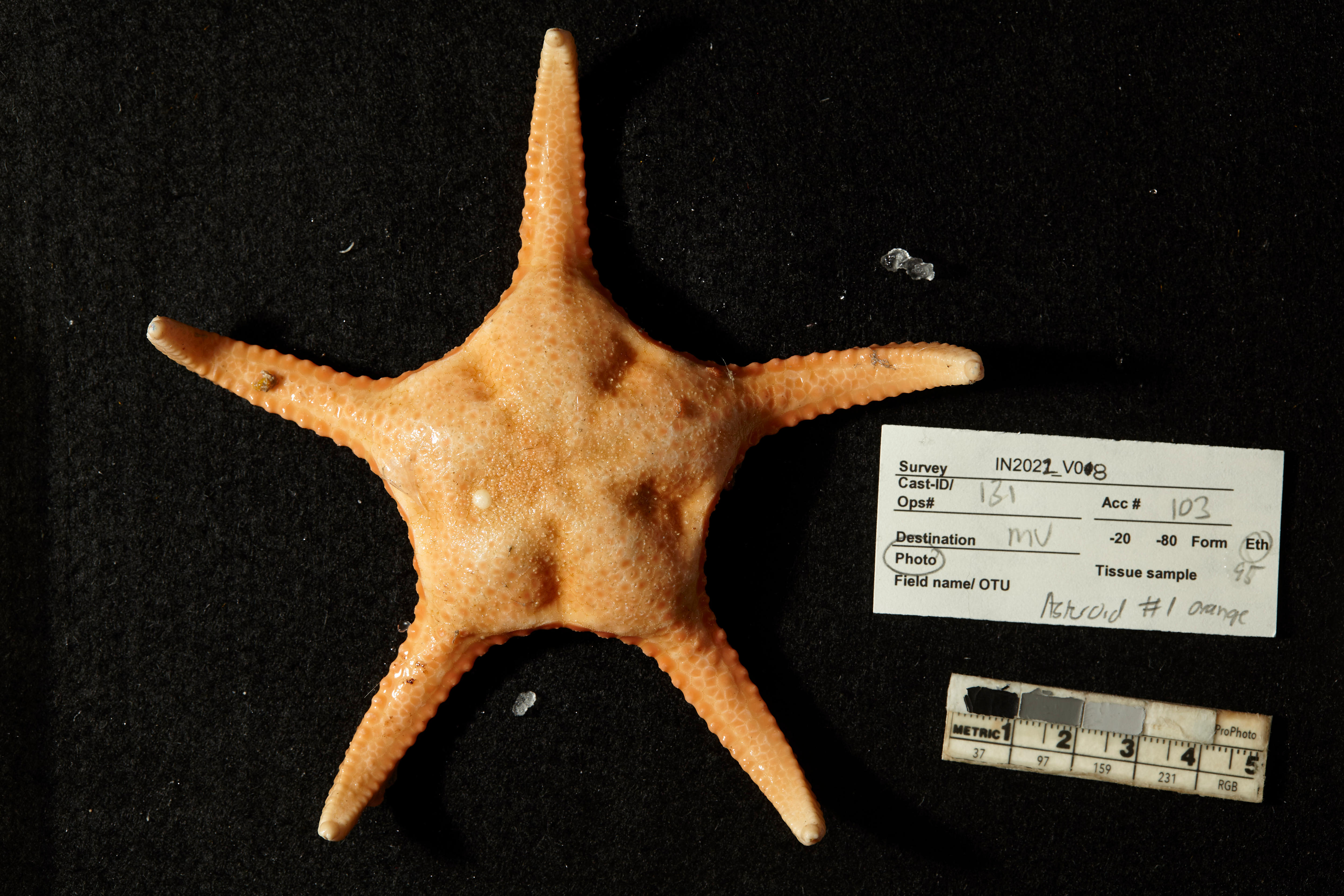 A yellow sea star sits on black background next to a white scientific label.