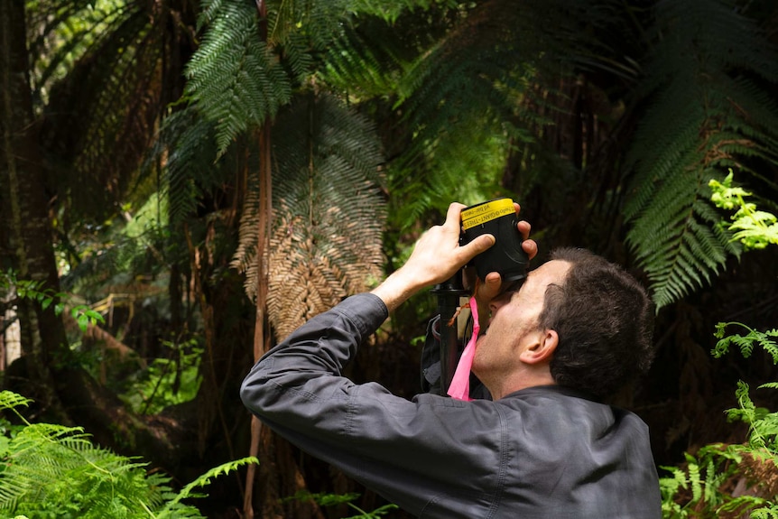 Man in dense forest  looking upwards through a handheld device.