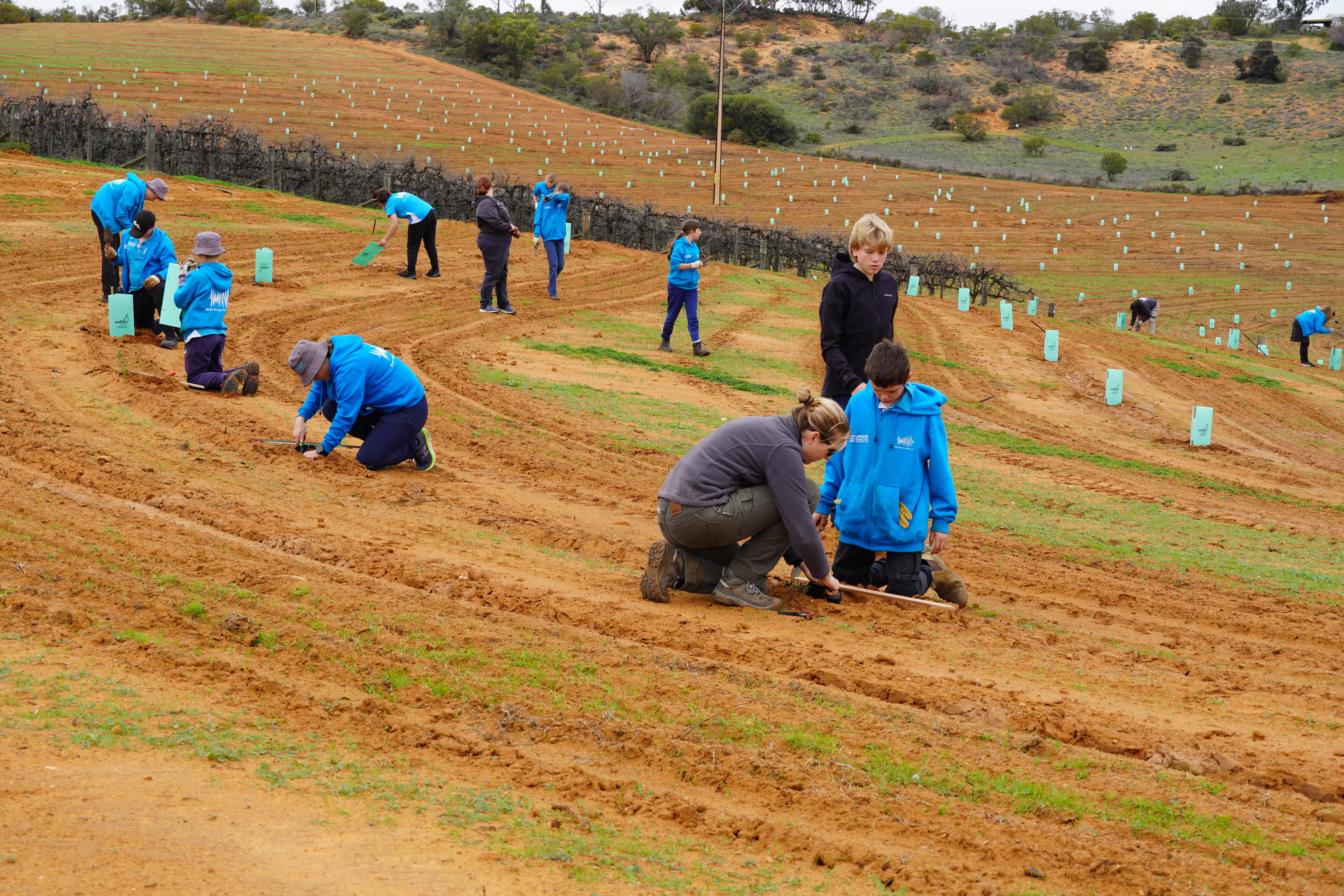 A group of kids in blue planting trees on a hill.