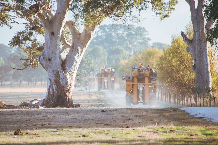 Tractors travelling across a vineyard.