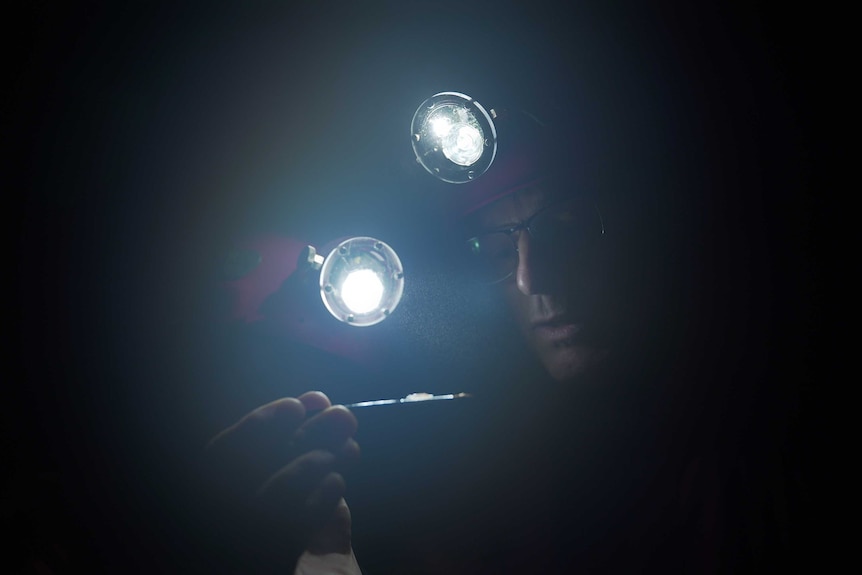 A man wearing a head torch looks closely at a bug on a glass microscope slide.