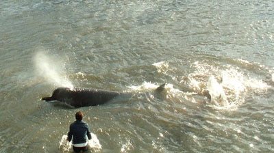 Rescue efforts to save a whale from the Thames have failed. (File photo)